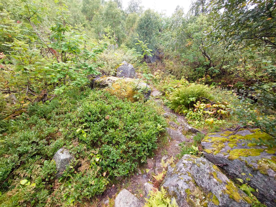 Stien gjennom skogen
