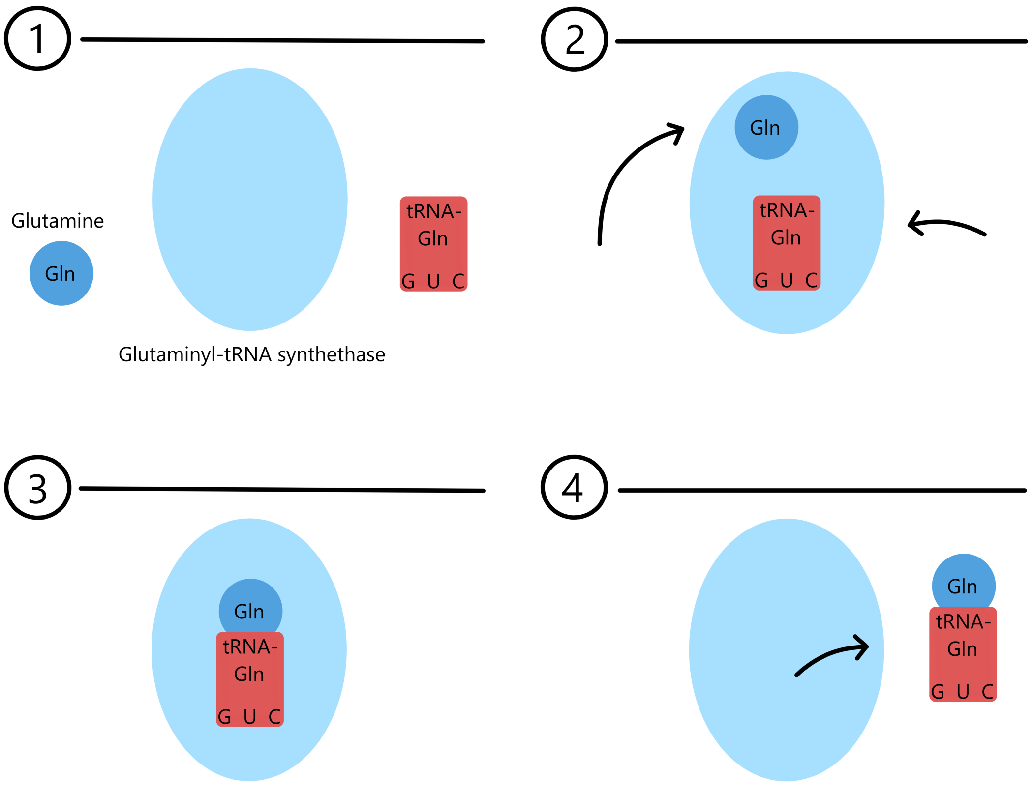 Dannelse av en aminoacyl-tRNA via en AARS.