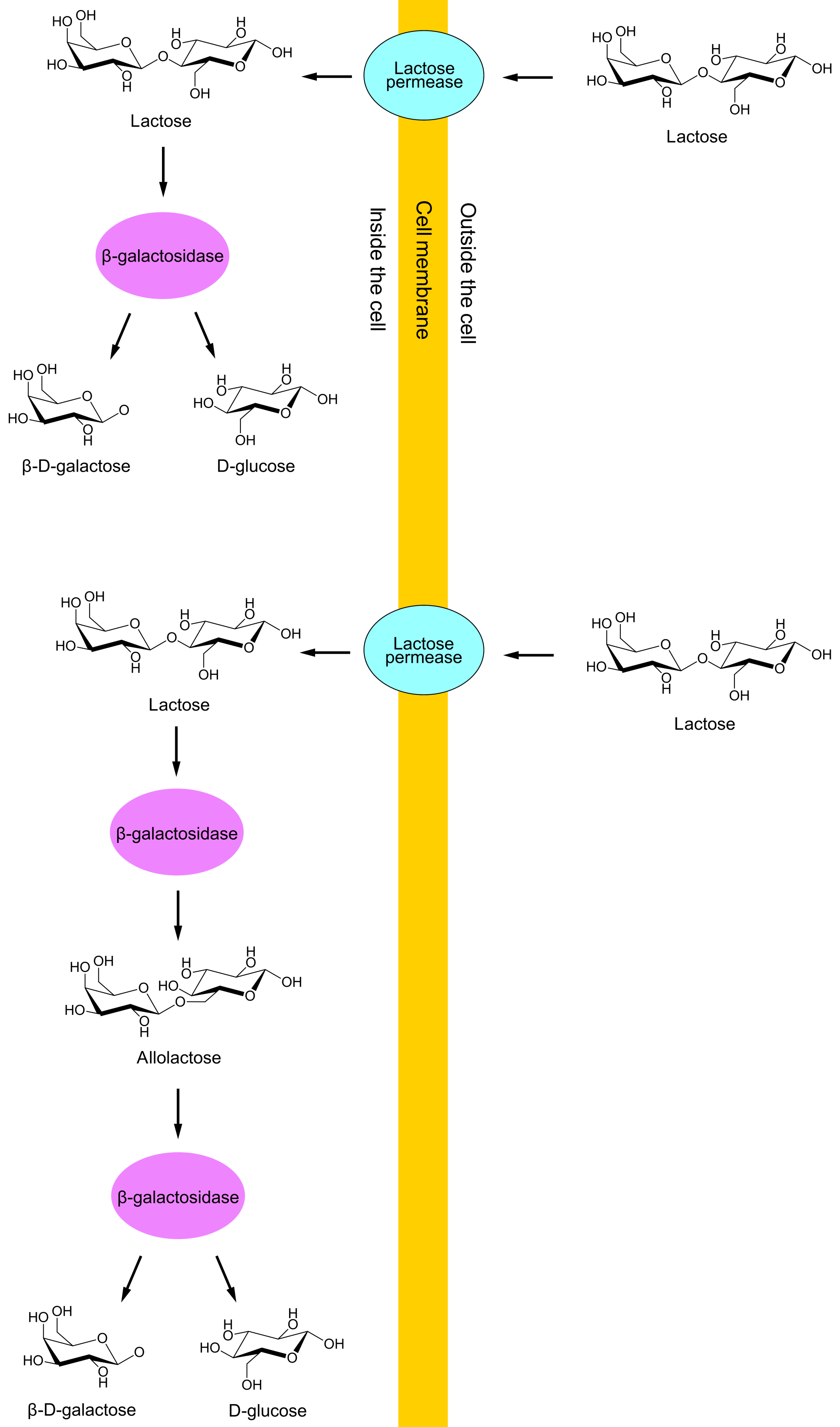 Laktose transporteres gjennom cellemembranen via laktose permease. Deretter blir laktosen brutt ned til glukose og galaktose via β-galaktosidase. Alternativt blir laktosen omgjort til allolaktose via β-galaktosidase, og så blir allolaktosen brutt ned til glukose og galaktose via β-galaktosidase.