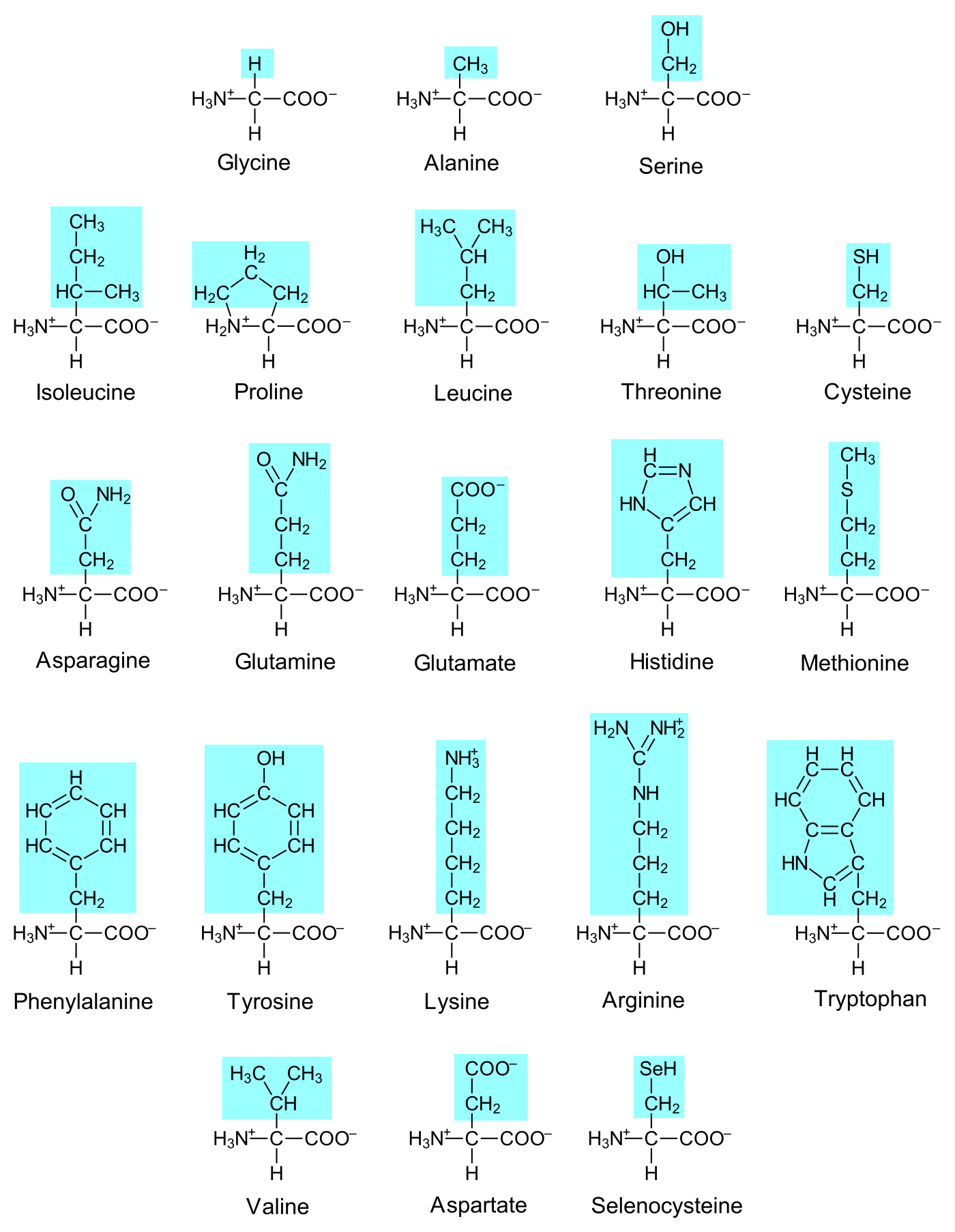Name and structure for each of the 21 different amino  acids.