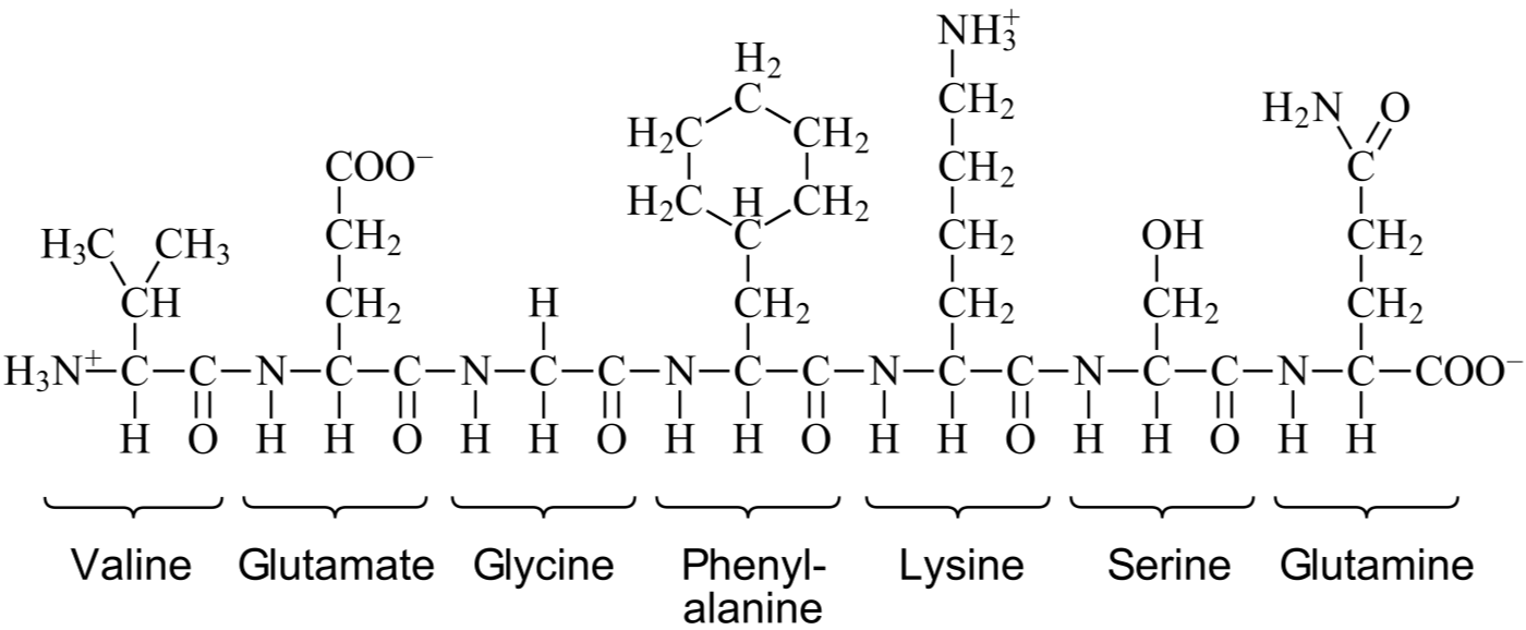 The structure of an amino acid chain.