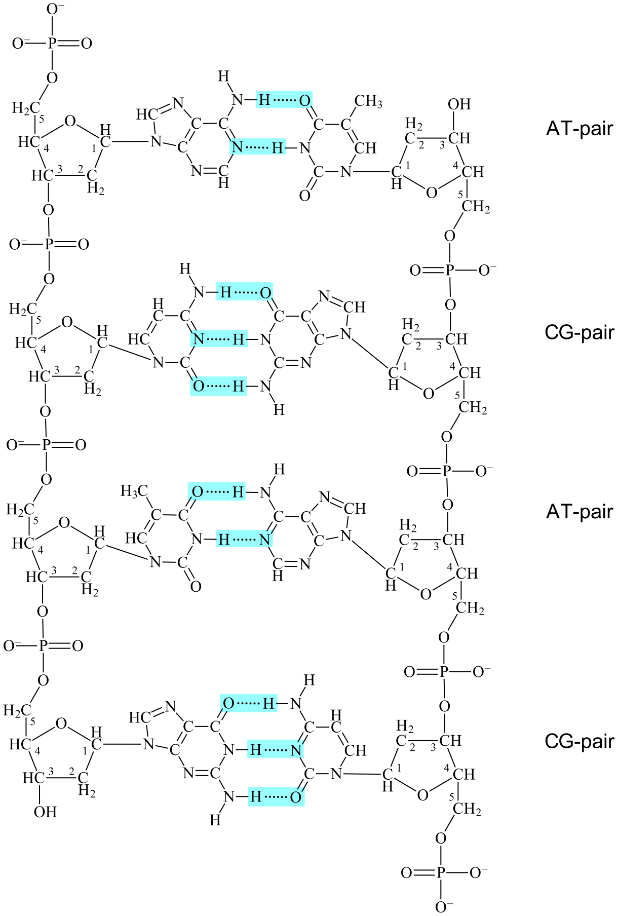 Two antiparallell complementary DNA bound together.