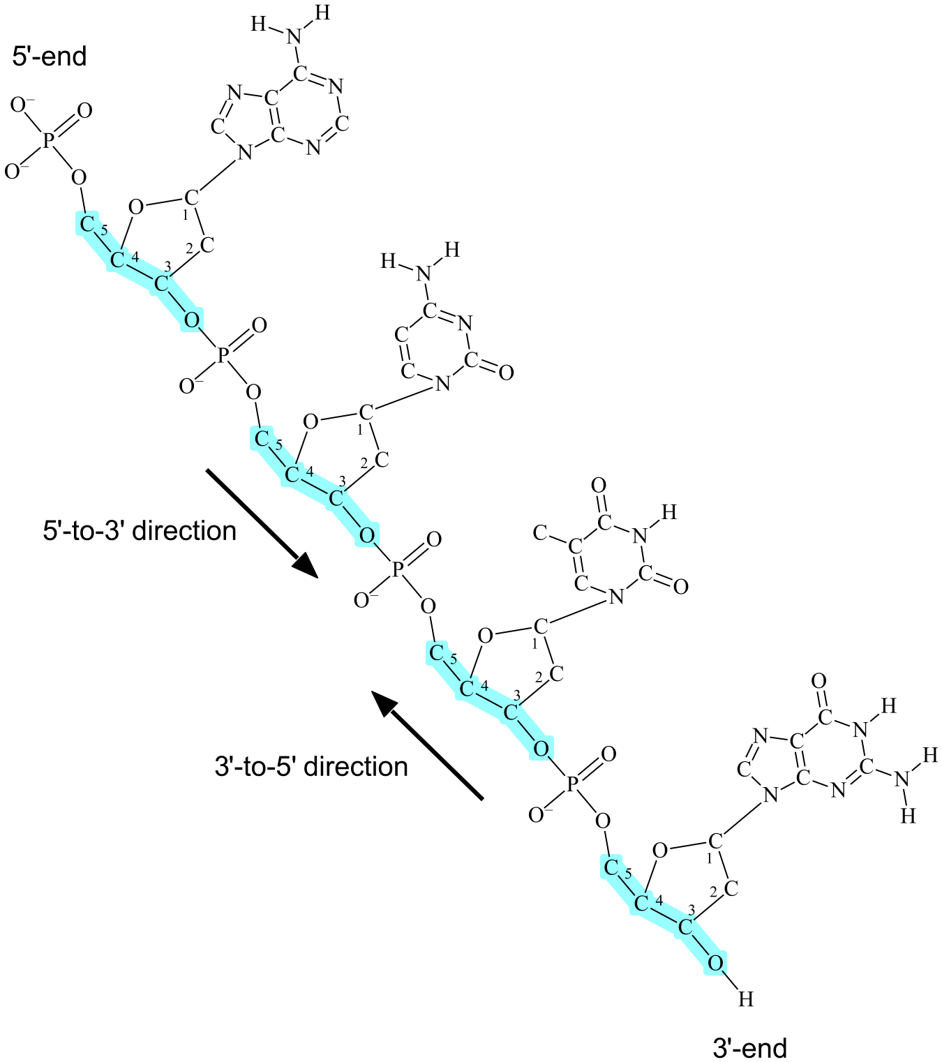 A chain of four nucleotides, showing the two directionalities and the two ends.