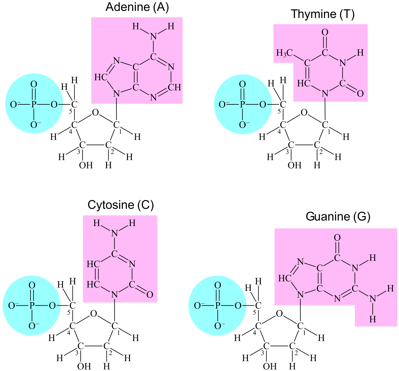 Structure of four nucleotides each containing one of the bases A, C, G, T.