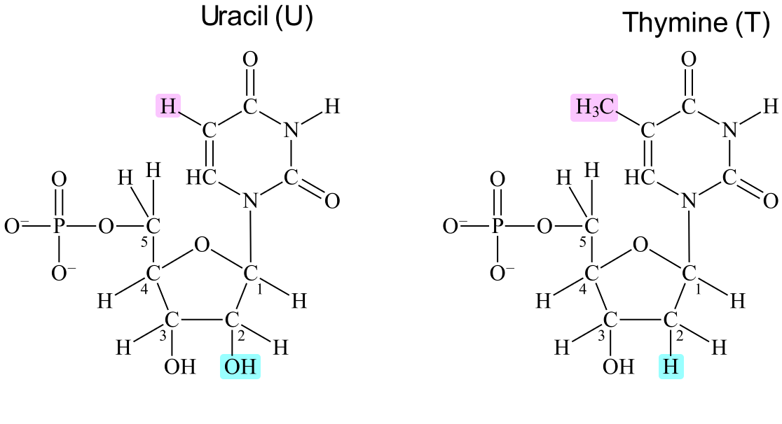 The structure of a ribonucelotide compared to a deoxyribonucleotide.