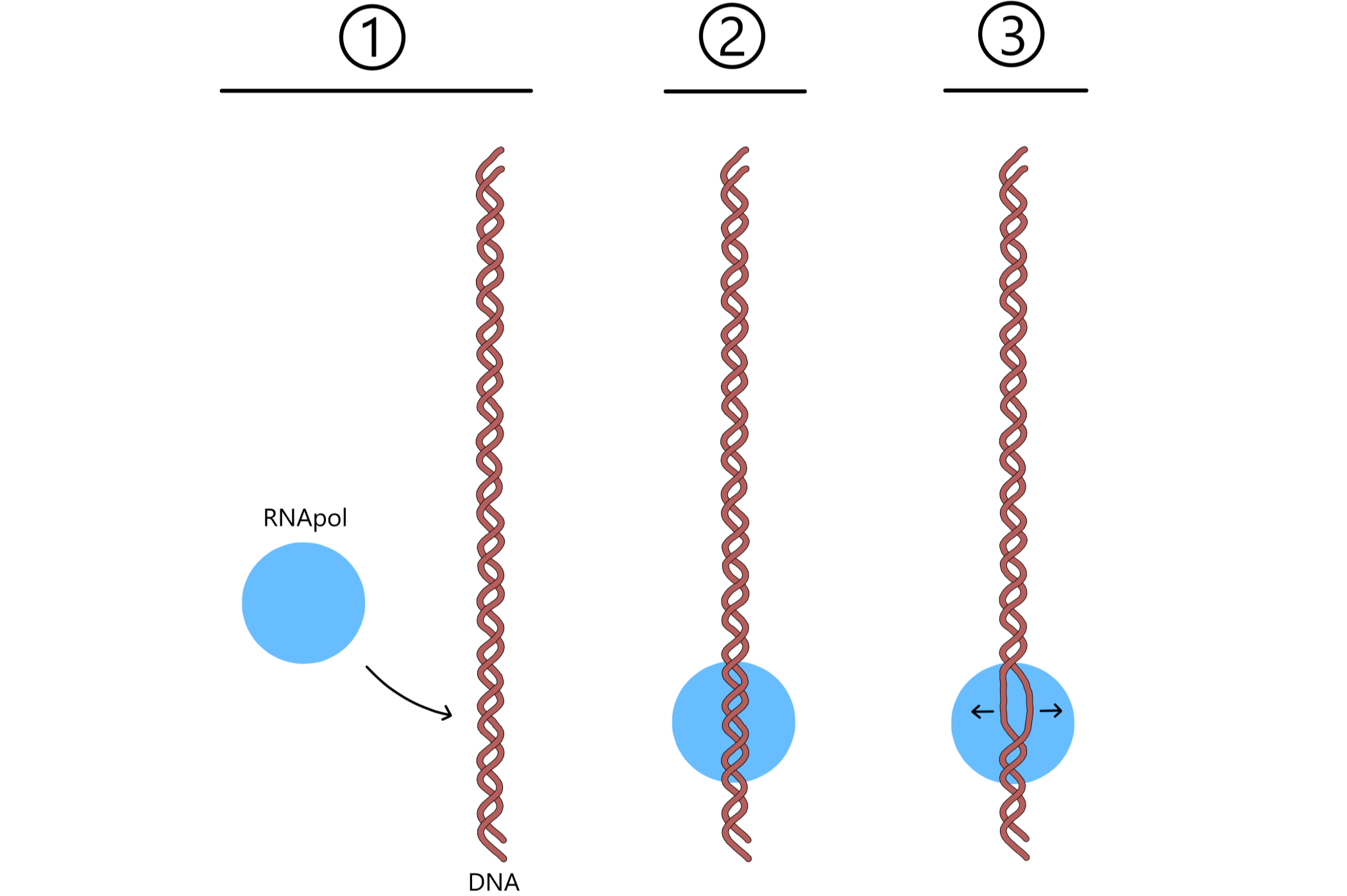RNApol binder DNA, og de to DNA skiller seg.