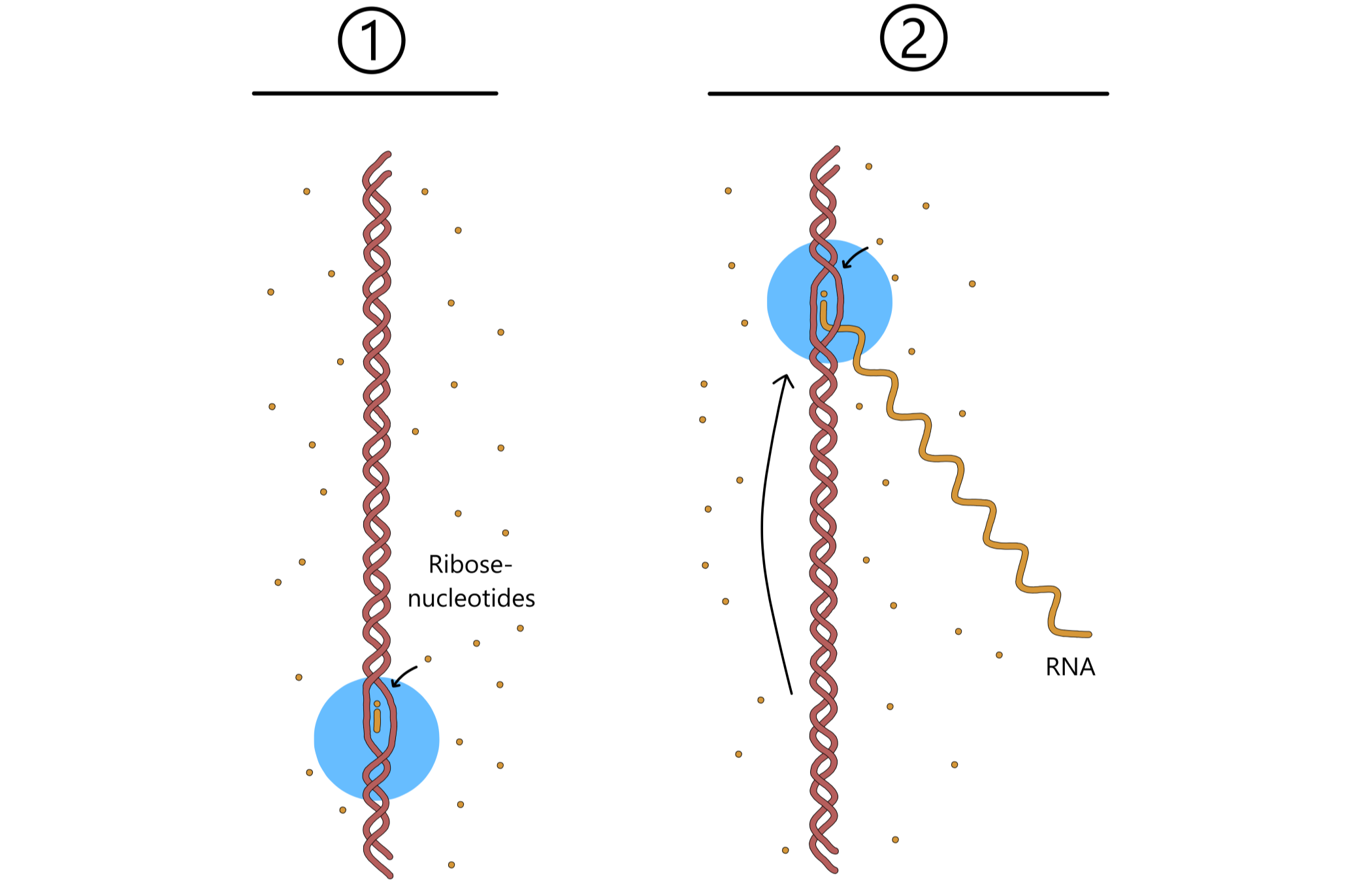 RNA vokser lengre og lengre.